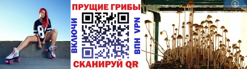 Псилоцибиновые грибы мицелий купить наркотик Воскресенск